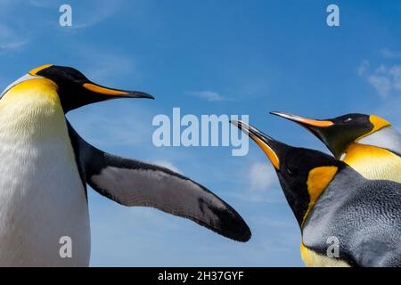 Königspinguine, Aptenodytes patagonica, kämpfen. Volunteer Point, Falkland Islands Stockfoto