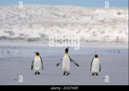Drei Königspinguine, Aptenodytes patagonica, wandern am Volunteer Point Beach. Volunteer Point, Falkland Islands Stockfoto