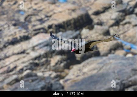 Ein türkeigeier, Cathartes Aura, im Flug. Cape Dolphin, Falklandinseln Stockfoto