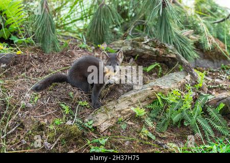 American Pine Marten (Martes americana) Kit sitzt in Ground Unordnung Sommer - Gefangener Tier Stockfoto