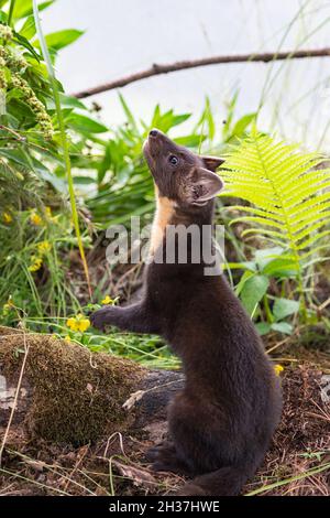 American Pine Marten (Martes americana) Kit Sits Up Summer - Captive Animal Stockfoto