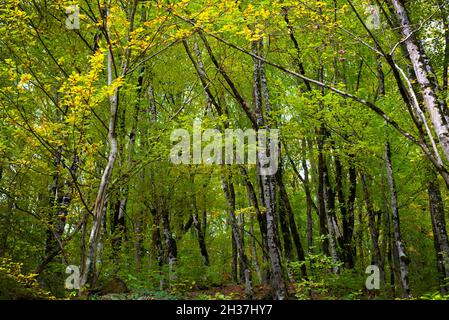 Waldhintergründe. Laubgrüner Wald mit vergilbenden Bäumen. Herbstbeginn. Stockfoto