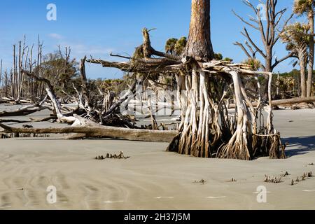 Kiefer mit tief exponierten Wurzelsystem an einem Strand mit extremer Sanderosion an einem sonnigen Tag, horizontaler Aspekt Stockfoto