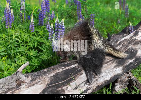 Porcupette und Adult Porcupine (Erethizon dorsatum) Pass auf Log Lupin Behind Summer - Captive Animals Stockfoto