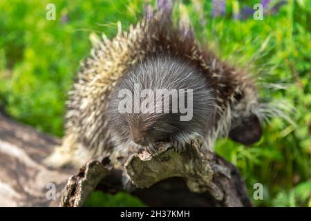 Stachelschwein (Erethizon dorsatum) auf Log End Adult Stachelschwein im Hintergrund Sommer - Captive Animals Stockfoto