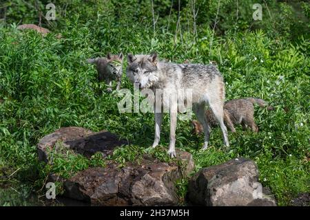 Grauer Wolf (Canis lupus) steht auf dem Felsen und schaut hinter dem Sommer auf zwei Welpen - Gefangene Tiere Stockfoto