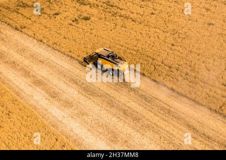 Draufsicht auf einen Mähdrescher, der Weizen von einem Feld erntet Stockfoto