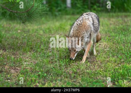 Ausgewachsene Coyote (Canis latrans) tritt von der Forest Edge Nose zum Ground Summer - Gefangenes Tier Stockfoto