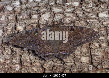 Schwarze Hexe Moth, Ascalapha odorata (5' quer) Stockfoto