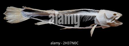 Bowfin-Skelett, Amia calva Stockfoto