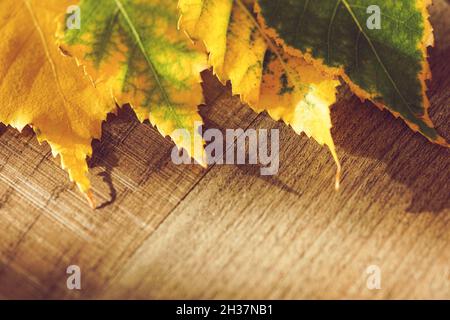 Herbstbirkenblätter in verschiedenen Farben. Holztisch mit Sonnenlicht. Speicherplatz kopieren Stockfoto
