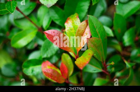 Grüner Busch mit errötenden Blättern. Herbsthintergründe. Tropfen. Der Übergang vom Sommer zum Herbst. Stockfoto