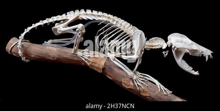 Gewöhnliches Opossum-Skelett, auch nordamerikanisches Opossum oder Gambá genannt (Didelphisvirginiana) Stockfoto