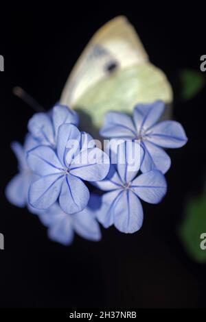 Plumbago capensis mit Schmetterlingsaufnahme Stockfoto