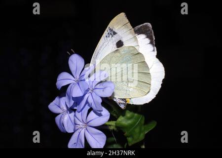 Plumbago capensis mit Schmetterlingsaufnahme Stockfoto