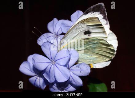 Plumbago capensis mit Schmetterlingsaufnahme Stockfoto