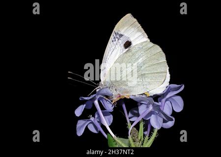 Plumbago capensis mit Schmetterlingsaufnahme Stockfoto