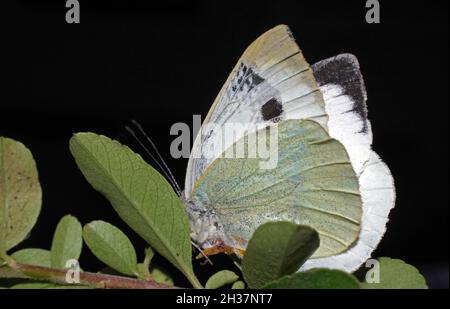 Weißer Schmetterling auf den Blättern Nahaufnahme Stockfoto
