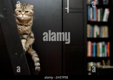 Die verdächtige schottische Falzkatze sitzt auf einer hölzernen, zerkratzten Treppe vor dem Hintergrund eines Kabinetts und eines Bücherregals. Stockfoto