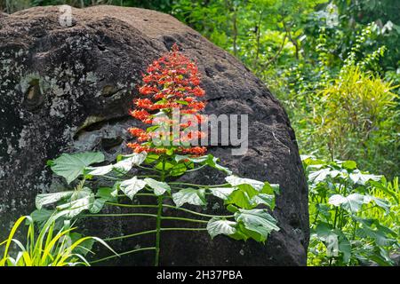 Pagodenblüte (Clerodendrum paniculatum / Caprifolium paniculatum) auf der Insel Grenada, Westindien in der Karibik Stockfoto