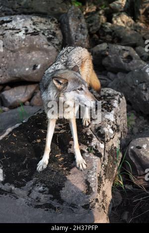 Grauer Wolf (Canis lupus) steht auf Felsen und sieht richtig aus Sommer - Gefangenes Tier Stockfoto