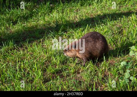 Der Erwachsene Biber (Castor canadensis) steht im Gras und schaut in Richtung Shadow Summer - Gefangenes Tier Stockfoto