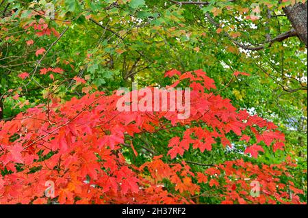 Herbstlaub mit Ästen. Grüne und rote Blätter Hintergrund. Ahornblätter im Herbst. Farbverändernder Ahorn lassen im Herbst Stockfoto