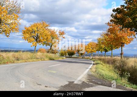 Farblich perfekt gefärbte Herbstallee in der Eifel Stockfoto