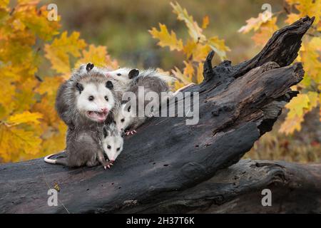 Virginia opossum (Didelphis virginiana) Adult Mouth Open Joeys Huddle Underneath Autumn - Captive Animals Stockfoto