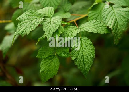 Die Blätter eines Himbeerstrauchs in Schottland. Stockfoto