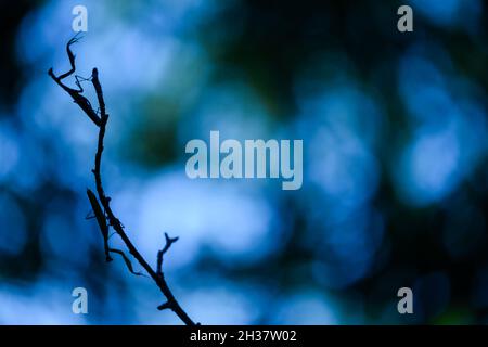 Zwei Gebetsmantisse auf einem Ast / schönes Bokeh. Provence, Frankreich Stockfoto