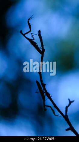 Zwei Gebetsmantisse auf einem Ast / schönes Bokeh. Provence, Frankreich Stockfoto