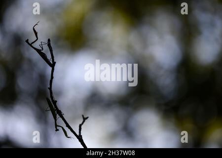 Zwei Gebetsmantisse auf einem Ast / schönes Bokeh. Provence, Frankreich Stockfoto