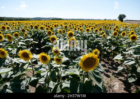 Blick auf das Feld mit Sonnenblumen im Departement Aude, Region Oczitanien, Südfrankreich. Ländliche Sommerlandschaft mit Feldern und Blumen in französischen Ländern Stockfoto