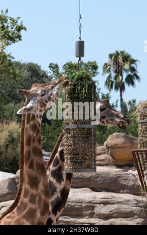 Barcelona Zoo mit Giraffen in Gehege. Afrikanische Tiere und Pflanzenfresser, die im zoologischen Gartenkäfig fressen Stockfoto