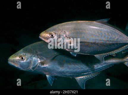 Ein Paar orangefarbener Trevally (Carangoides bajad) im Roten Meer, Ägypten Stockfoto