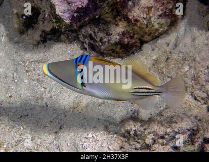 Ein Picasso-Triggerfisch (Rhinecanthus aculeatus) im Roten Meer, Ägypten Stockfoto