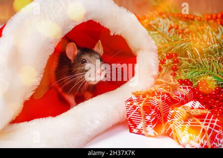 New Year Concept.Cute kleine weiße Ratte, Maus mit Geschenkbox.White Dekorative Ratte dumbo innen roten Geschenkbox . Nette weiße Hausratte in einem neuen Jahr Stockfoto