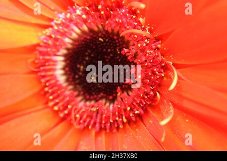 Leuchtend orange Gerbera (Gerbera hybrida) blüht aus nächster Nähe Stockfoto