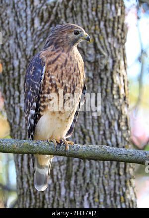 Red-shouldered Hawk sitzt auf einer Zweigstelle, Quebec, Kanada Stockfoto