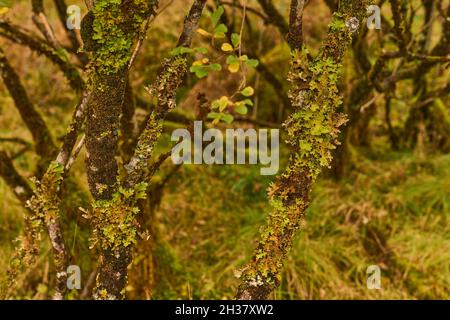Flechten in der Nähe des Ariundle Oakwood National Nature Reserve. Stockfoto