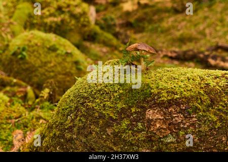Ein Pilz auf Moos in der Nähe des Ariundle Oakwood National Nature Reserve. Stockfoto