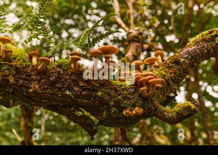 Pilze auf Ästen in der Nähe des Ariundle Oakwood National Nature Reserve. Stockfoto