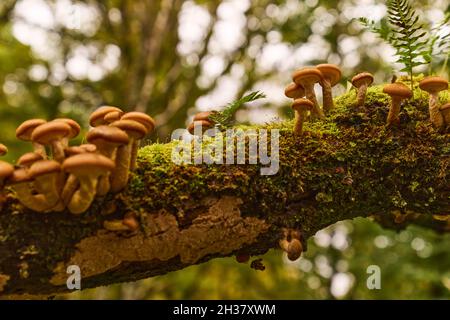 Pilze auf Ästen in der Nähe des Ariundle Oakwood National Nature Reserve. Stockfoto