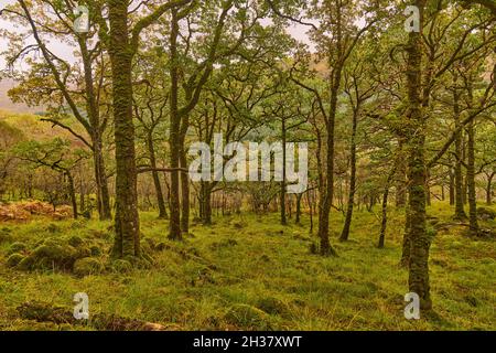 Waldboden und Bäume in der Nähe des Ariundle Oakwood National Nature Reserve. Stockfoto