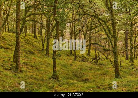 Waldboden und Bäume in der Nähe des Ariundle Oakwood National Nature Reserve. Stockfoto