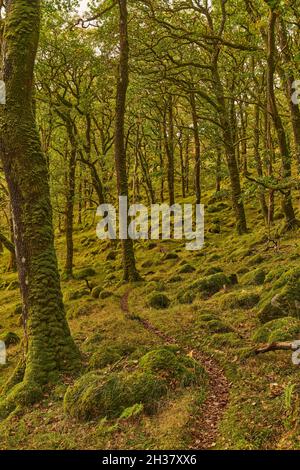 Waldboden und Bäume in der Nähe des Ariundle Oakwood National Nature Reserve. Stockfoto