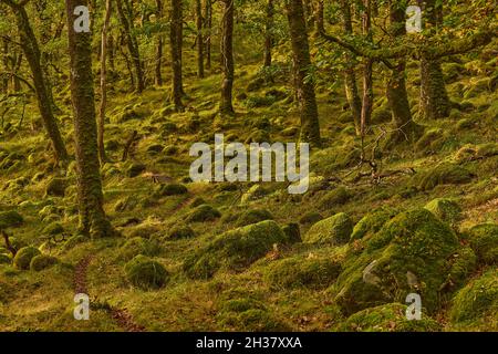Waldboden und Bäume in der Nähe des Ariundle Oakwood National Nature Reserve. Stockfoto