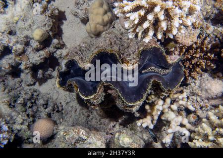 Eine geriffelte Riesenmuschel (Tridacna squamosa) im Roten Meer, Ägypten Stockfoto