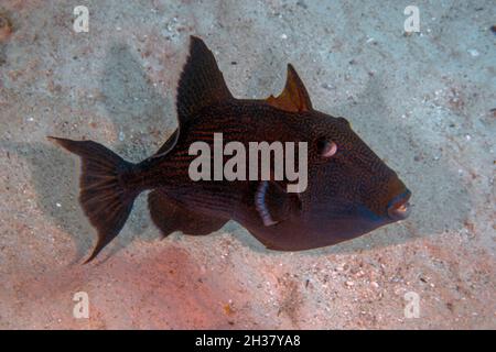 Ein Blauer Triggerfisch (Pseudobalistes fuscus) im Roten Meer, Ägypten Stockfoto